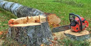 Best Tree Trimming and Pruning  in Dalton, GA