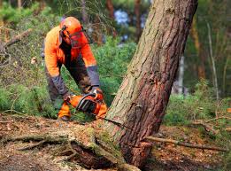 Best Tree Preservation Services  in Dalton, GA