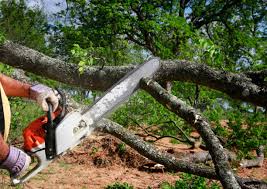 Best Storm Damage Tree Cleanup  in Dalton, GA