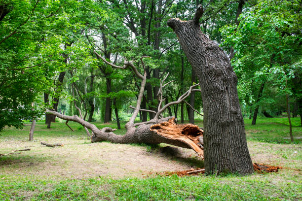Best Utility Line Clearance  in Dalton, GA
