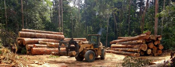 Best Tree and Shrub Care  in Dalton, GA