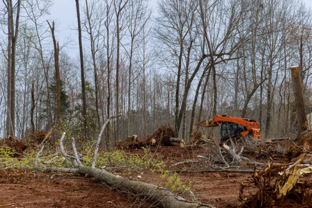 Best Hazardous Tree Removal  in Dalton, GA