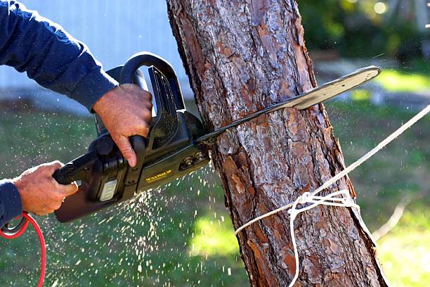 Dalton, GA Tree Care Company
