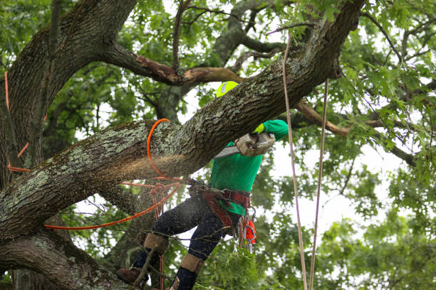 Best Root Management and Removal  in Dalton, GA