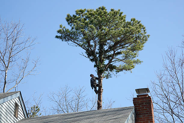 Best Leaf Removal  in Dalton, GA